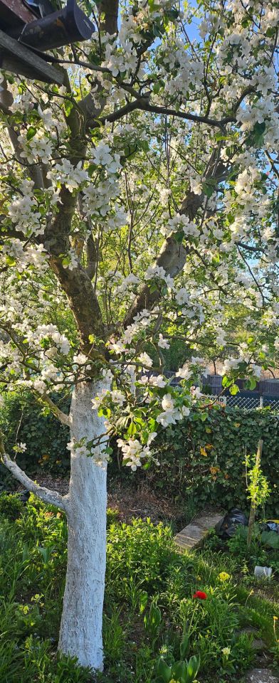 Działka rod Szczecin Gocław, ul. Południowa. Zdjęcie 3