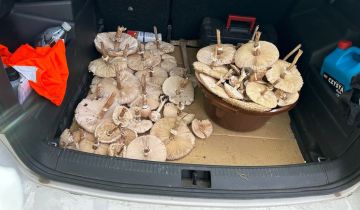 Działka rekreacyjna Sarby