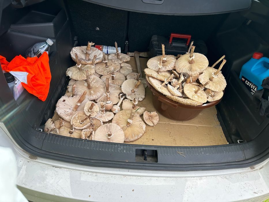 Działka rekreacyjna Sarby. Zdjęcie 2