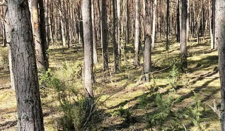 Działka leśna Szafranki
