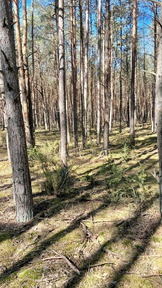 Działka leśna Szafranki. Zdjęcie 1
