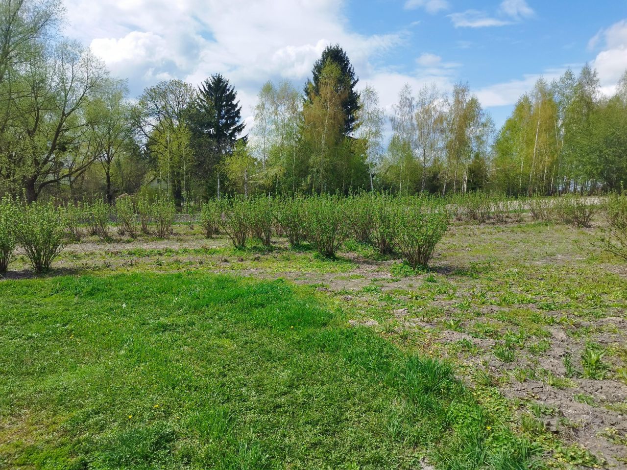 Działka siedliskowa Kępa. Zdjęcie 8