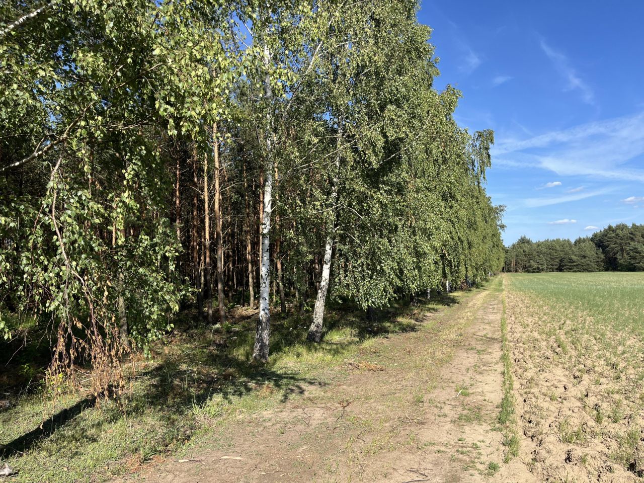 Działka leśna Kowale Kiczmachów, ul. Ożarowska. Zdjęcie 13