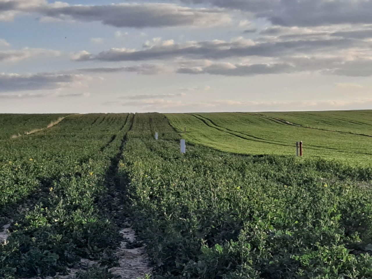 Działka budowlana Jabłonna Druga. Zdjęcie 6