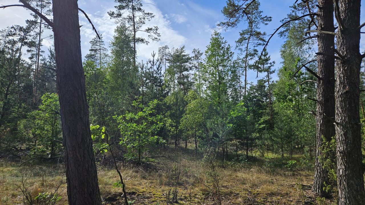 Działka leśna Janowo, ul. Przasnyska. Zdjęcie 3