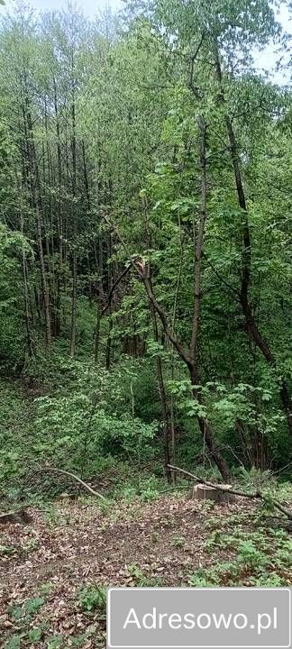 Działka leśna Błażkowa. Zdjęcie 5
