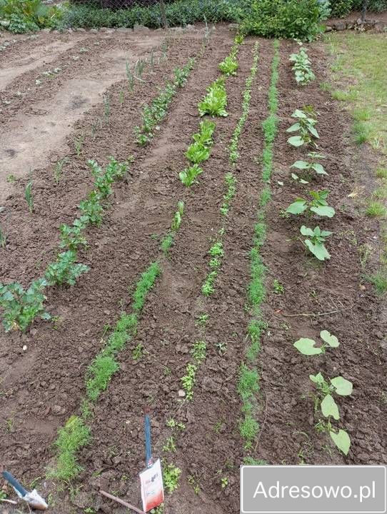 Działka rod Rypin, ul. Spokojna. Zdjęcie 2