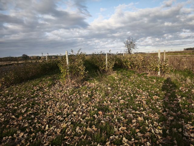 Działka rolno-budowlana Lipsko, ul. Iłżecka. Zdjęcie 1