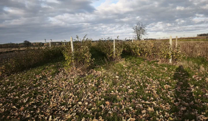 Działka rolno-budowlana Lipsko, ul. Iłżecka