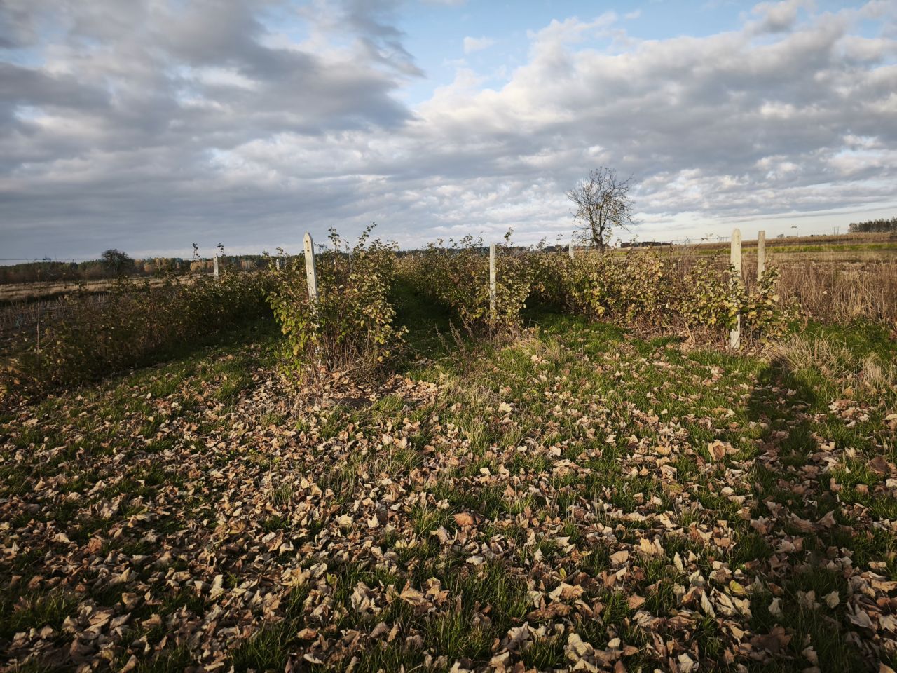 Działka rolno-budowlana Lipsko, ul. Iłżecka. Zdjęcie 1