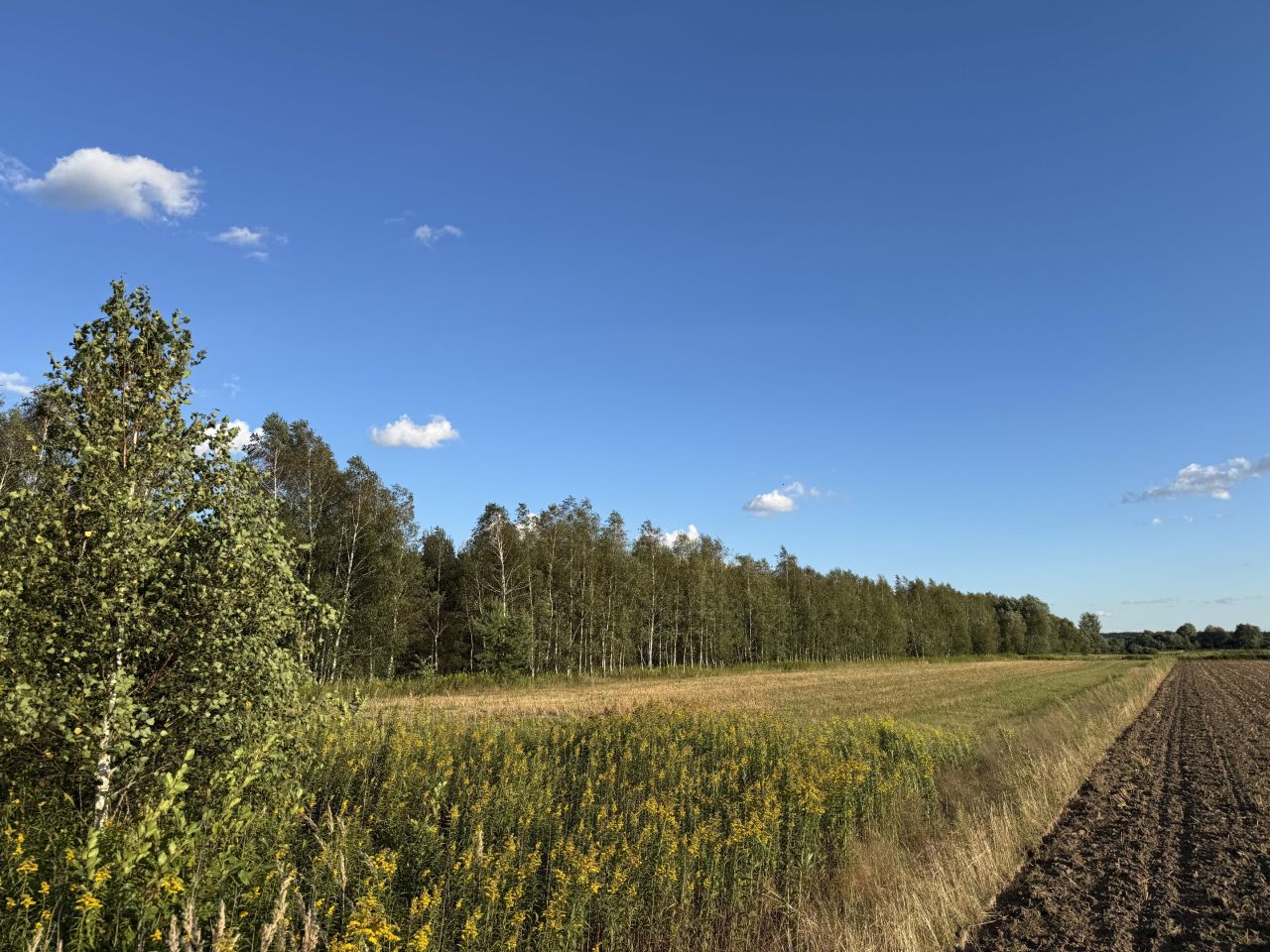 Działka leśna Charytany Zamiśnie. Zdjęcie 4
