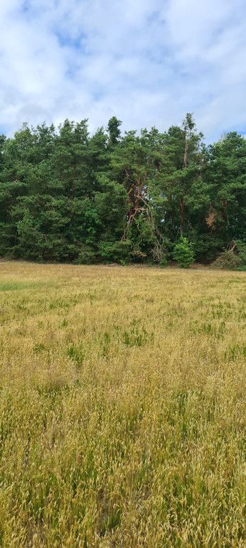 Działka rolna Augustów. Zdjęcie 2