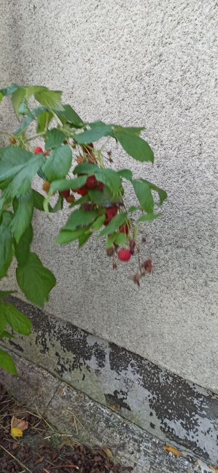 Działka rod Starogard Gdański Centrum, ul. Tczewska. Zdjęcie 11