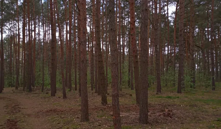 Działka rekreacyjna Wieleń
