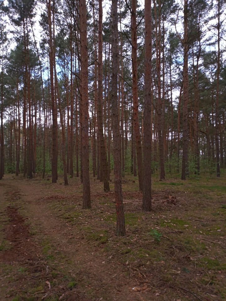 Działka rekreacyjna Wieleń