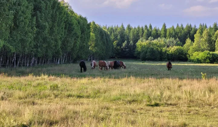 Działka leśna Wólka Terechowska