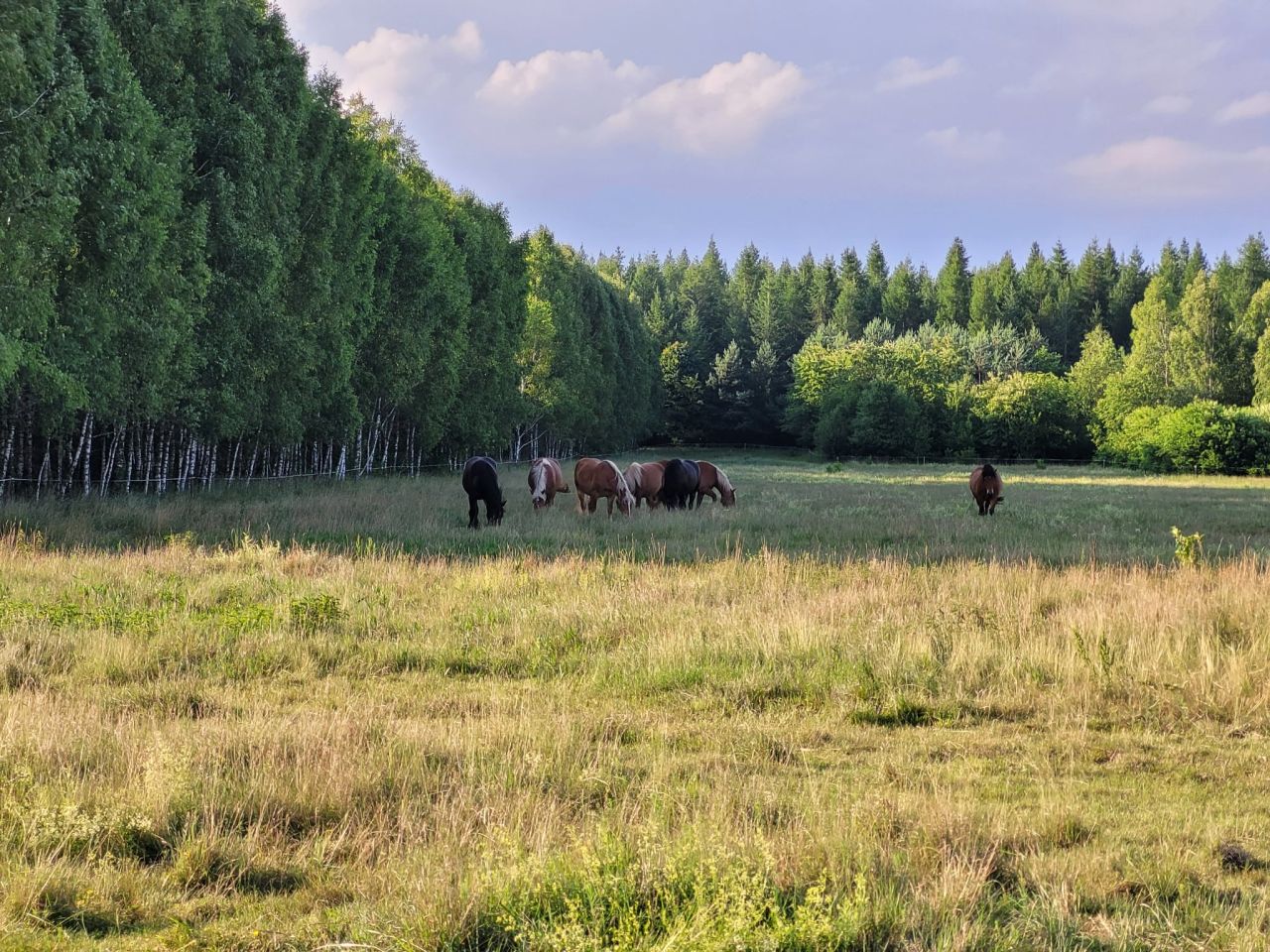 Działka leśna Wólka Terechowska. Zdjęcie 1