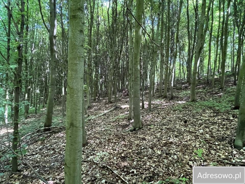 Działka rolno-budowlana Łęcze. Zdjęcie 3