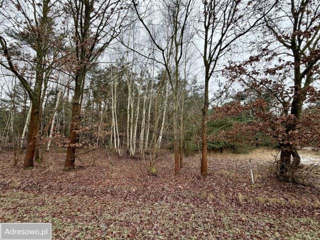 Działka rekreacyjna Mniszki A. Zdjęcie 1