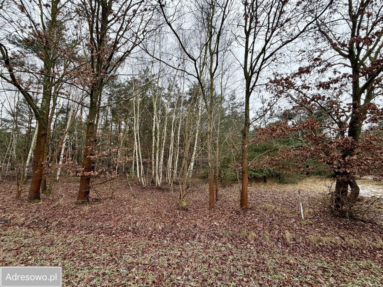 Działka rekreacyjna Mniszki A. Zdjęcie 1