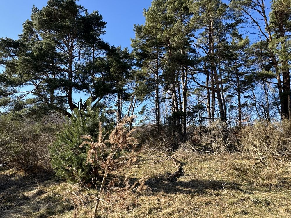 Działka budowlana Dębina, ul. Zacisze Słowika. Zdjęcie 7