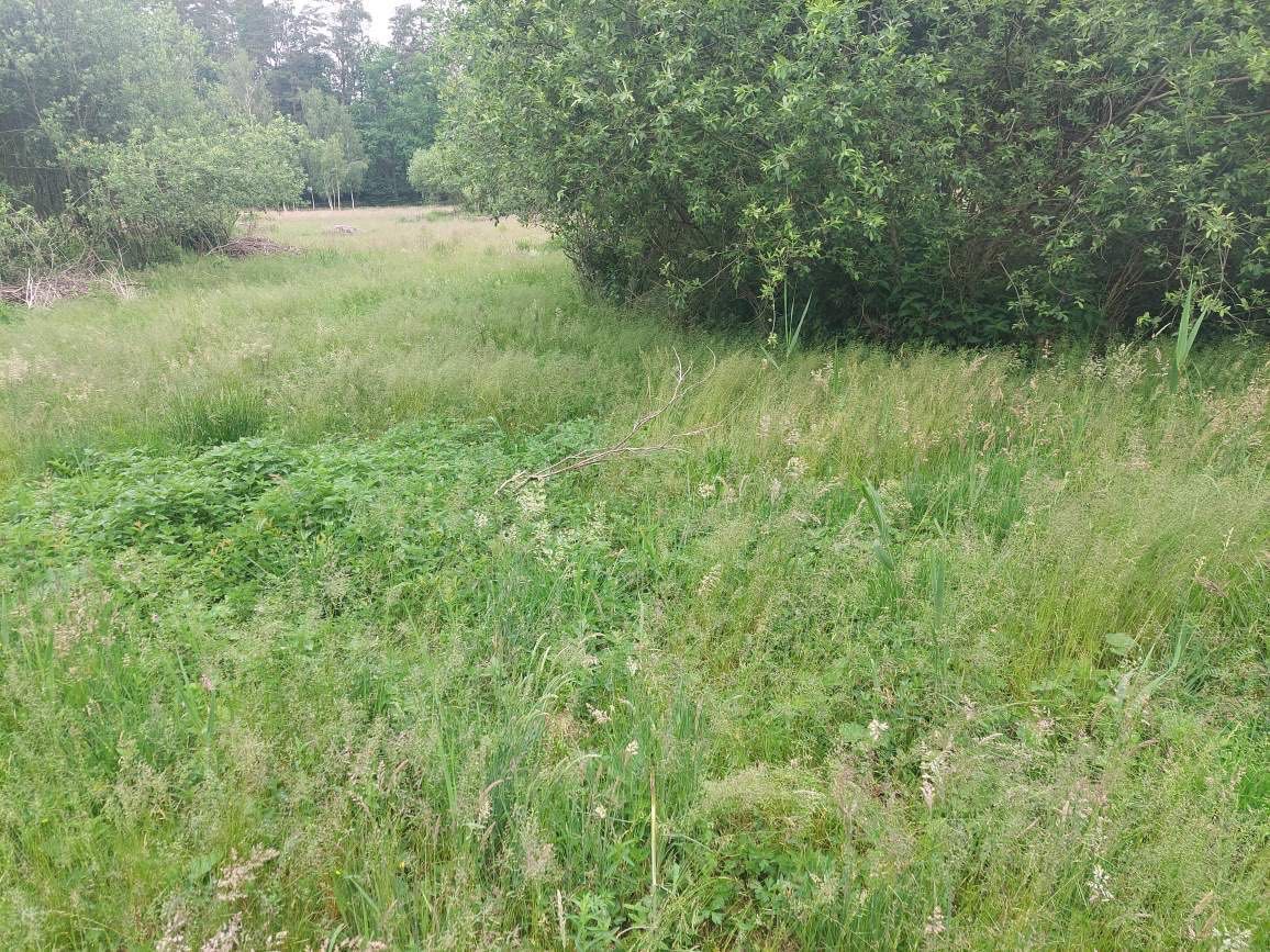 Działka siedliskowa Iznota. Zdjęcie 8