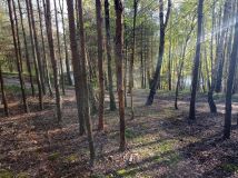 Działka leśna Kowalskie Błota Wielkie Kowalskie Błota. Zdjęcie 4