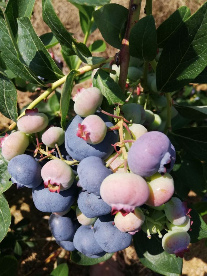 Działka rolno-budowlana Sierzchowy. Zdjęcie 18