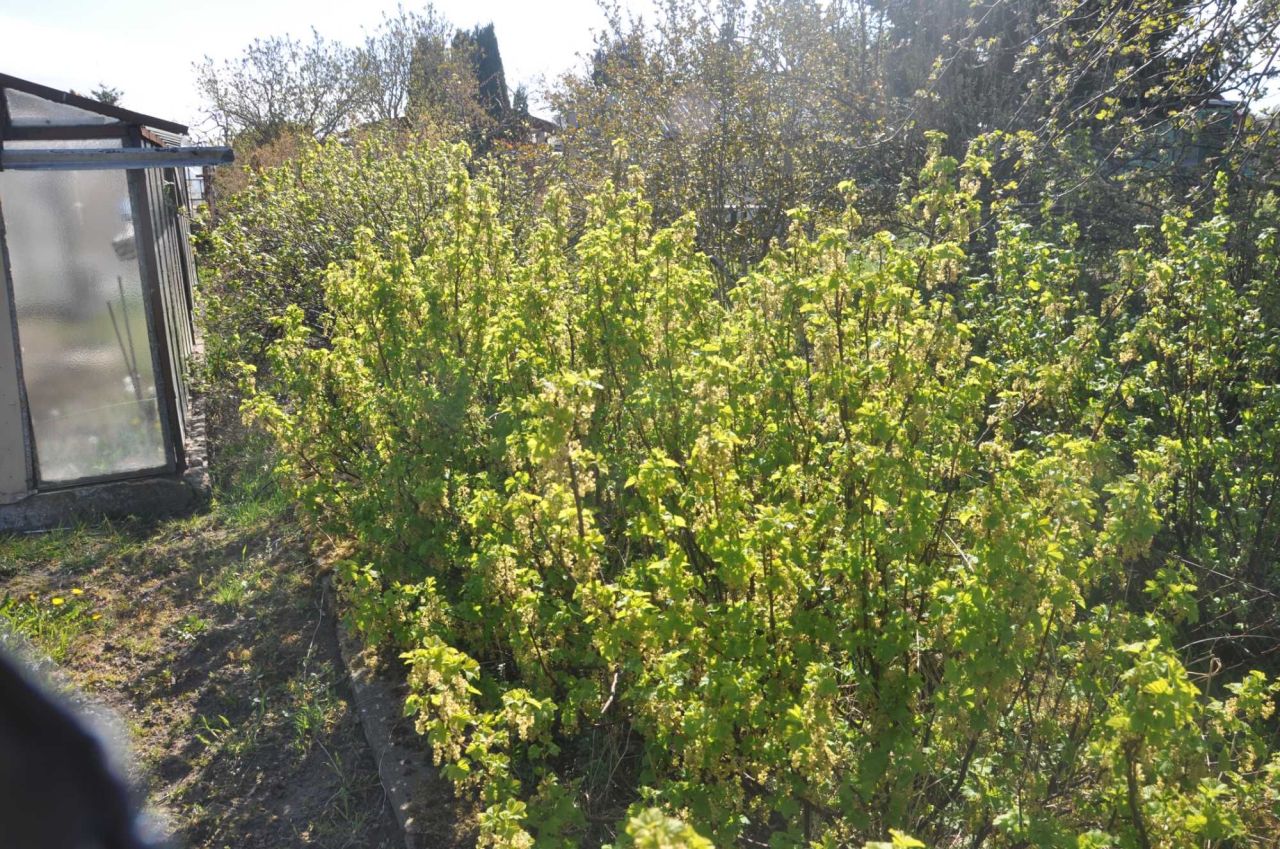 Działka rod Koszalin. Zdjęcie 4