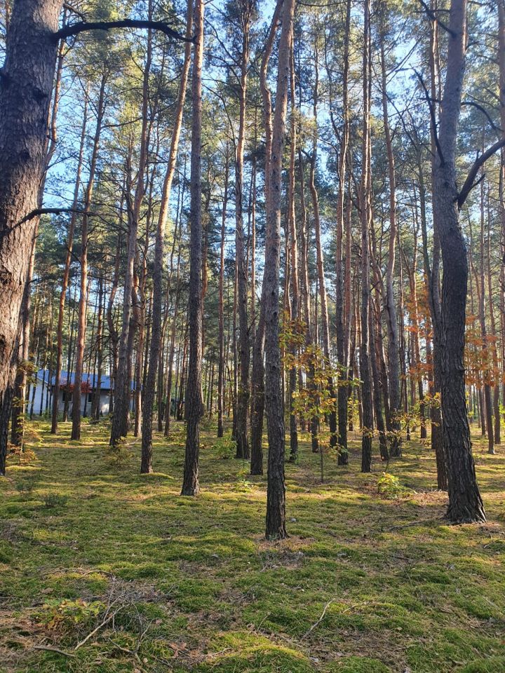 Działka leśna Kostrzyn. Zdjęcie 5