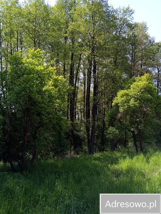 Działka siedliskowa Nowy Karolew Raszawy. Zdjęcie 6