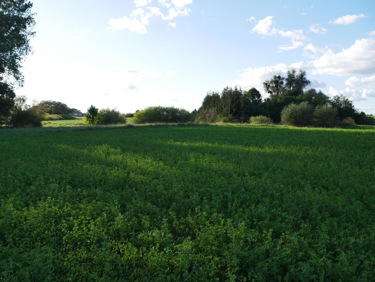 Działka budowlana Kurkocin. Zdjęcie 4