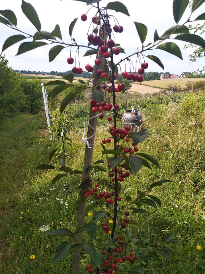 Działka rolno-budowlana Bronice. Zdjęcie 8