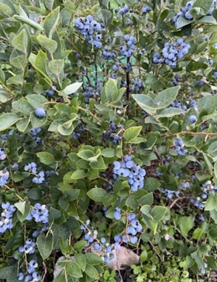 Działka rod Kozienice. Zdjęcie 3