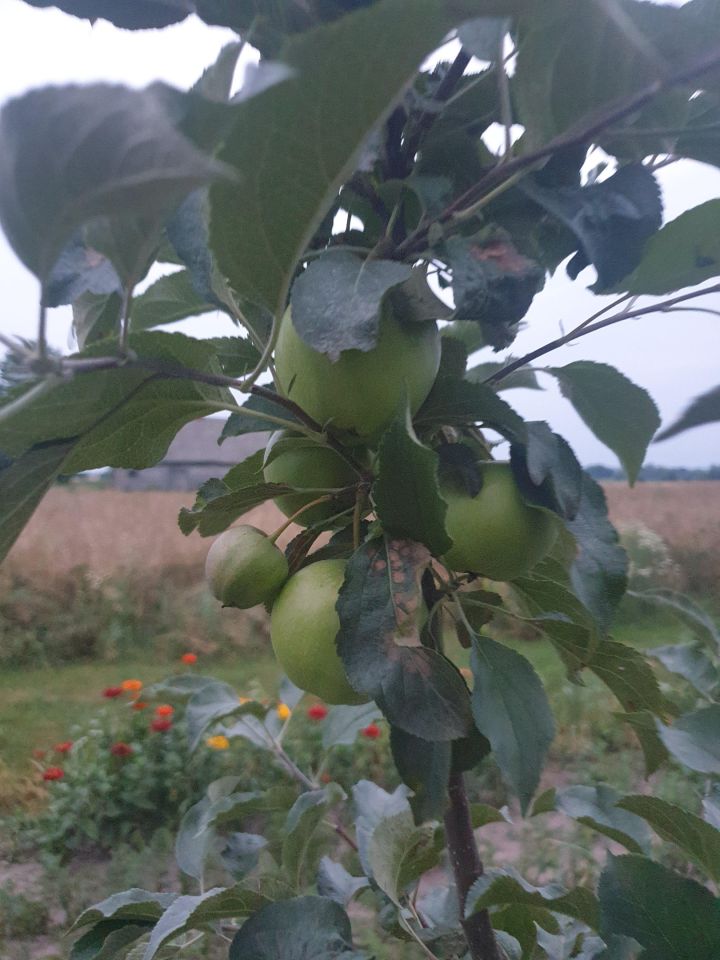 dom wolnostojący, 4 pokoje Czernięcin Poduchowny. Zdjęcie 33