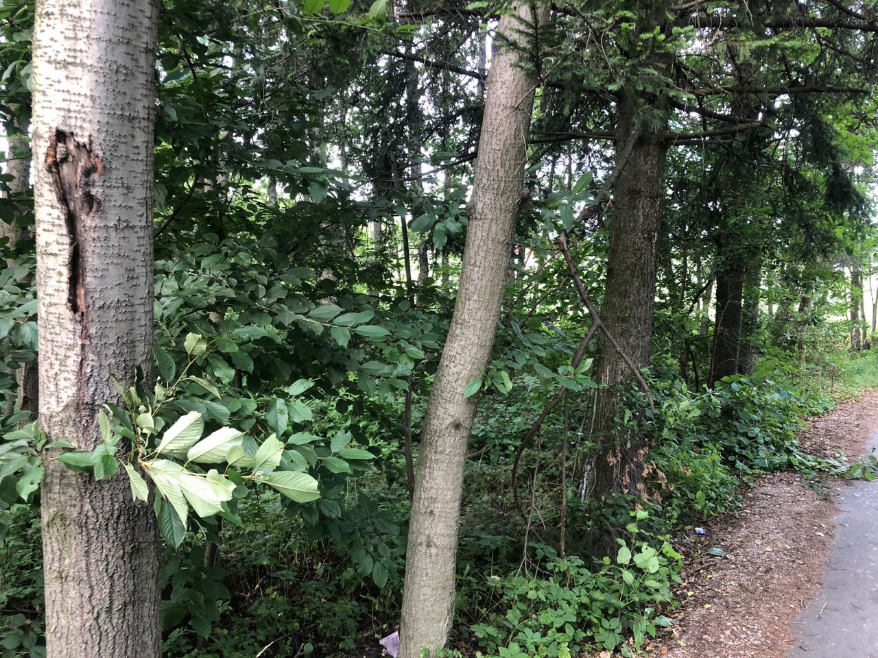 Działka budowlana Regulice, ul. Sportowców. Zdjęcie 8