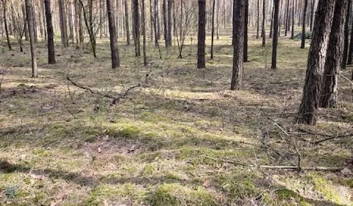 Działka leśna Cegielnia, ul. gen. Władysława Sikorskiego