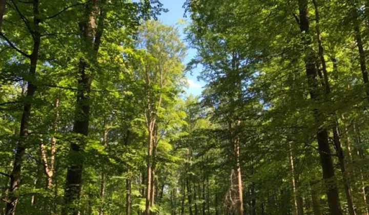 Działka budowlana Magdalenka, ul. Lipowa