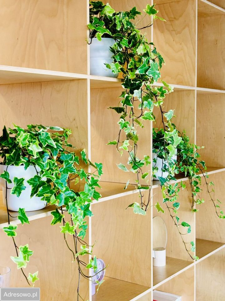 Mieszkanie 1-pokojowe Wrocław Śródmieście, ul. Stacha Świstackiego. Zdjęcie 4