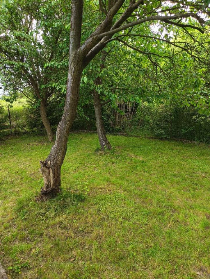 Działka rod Gliwice Sośnica, ul. Panewnicka