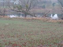 Działka rolno-budowlana Binowo. Zdjęcie 2