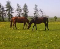 gospodarstwo, 7 pokoi Łubki, ul. Wiejska. Zdjęcie 2