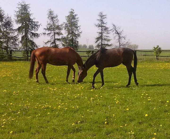 gospodarstwo, 7 pokoi Łubki, ul. Wiejska. Zdjęcie 3