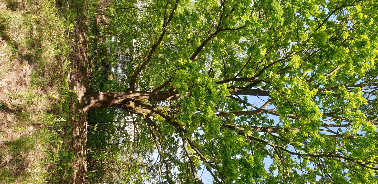 Działka budowlana Jabłonna, ul. Leśna. Zdjęcie 3