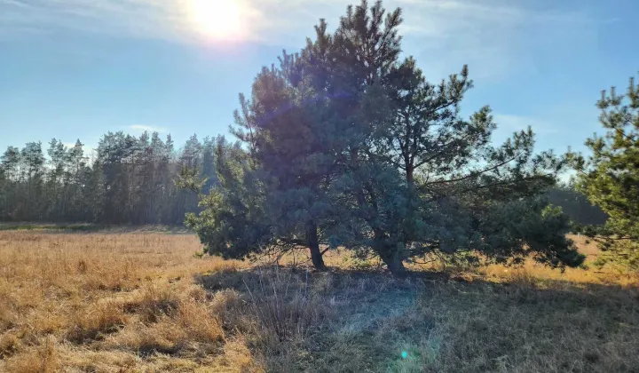 Działka budowlana Szadki