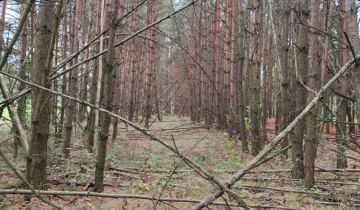 Działka leśna Miłosław