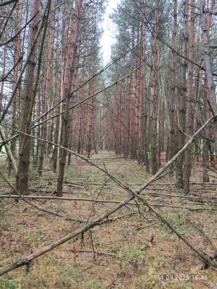 Działka leśna Miłosław. Zdjęcie 2