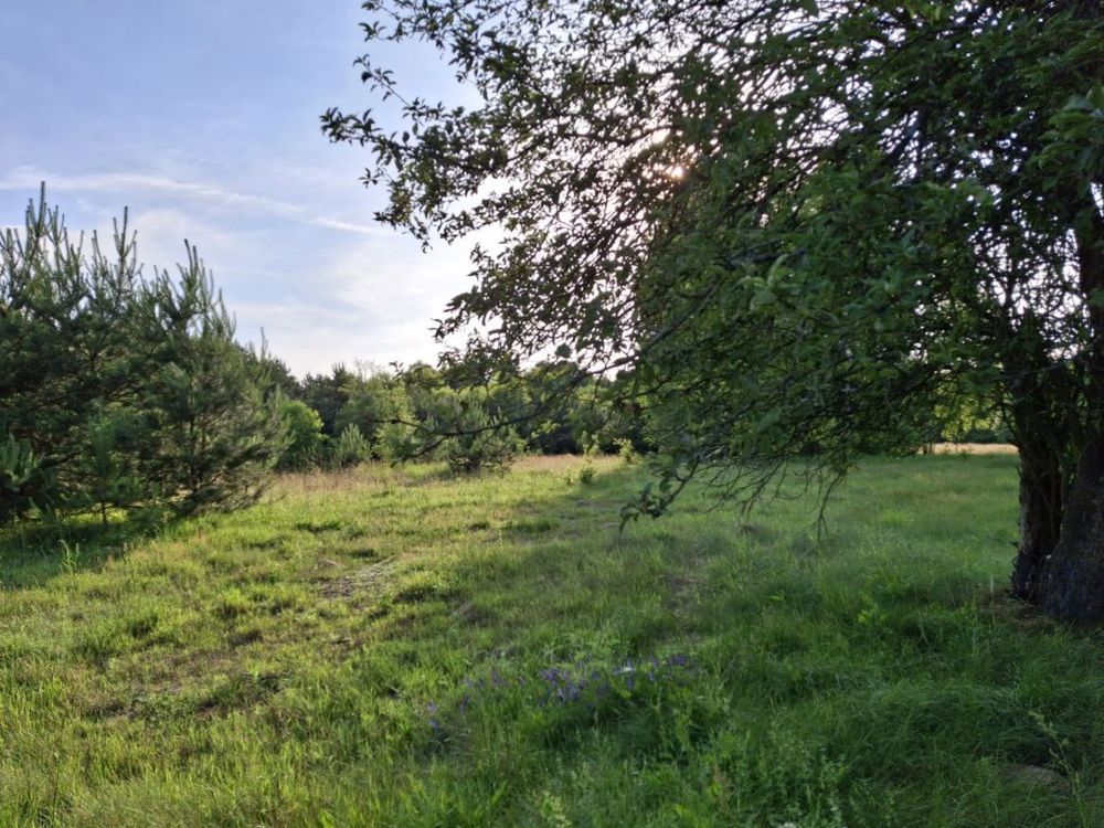 Działka siedliskowa Dęba. Zdjęcie 4