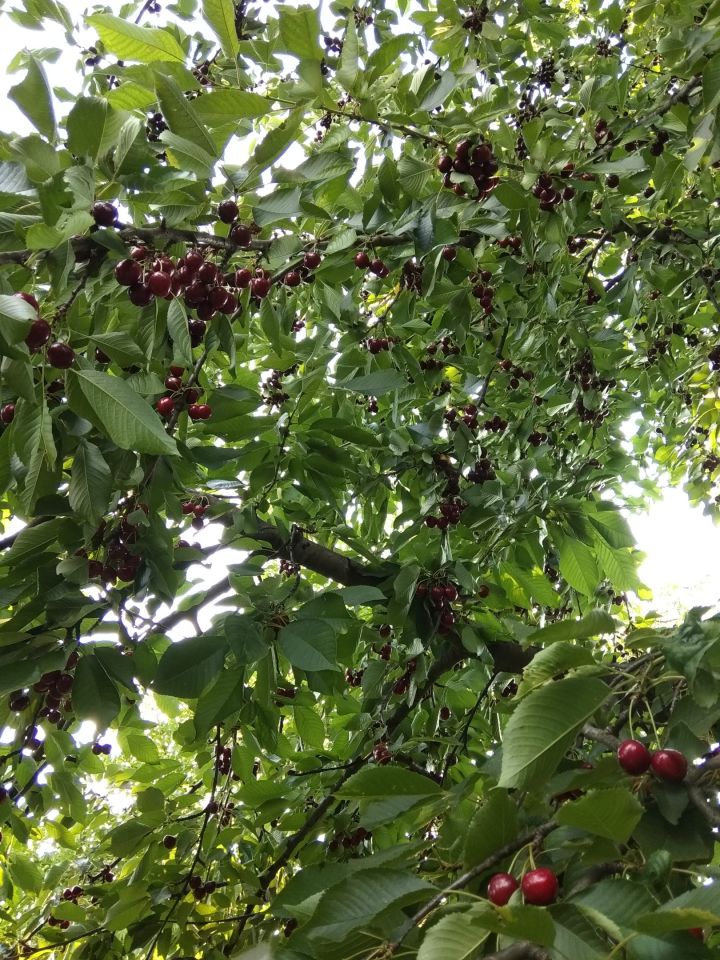 Działka rod Gliwice Śródmieście, ul. Feliksa Orlickiego. Zdjęcie 9