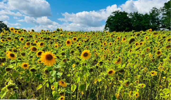 Działka rolna Żerniki